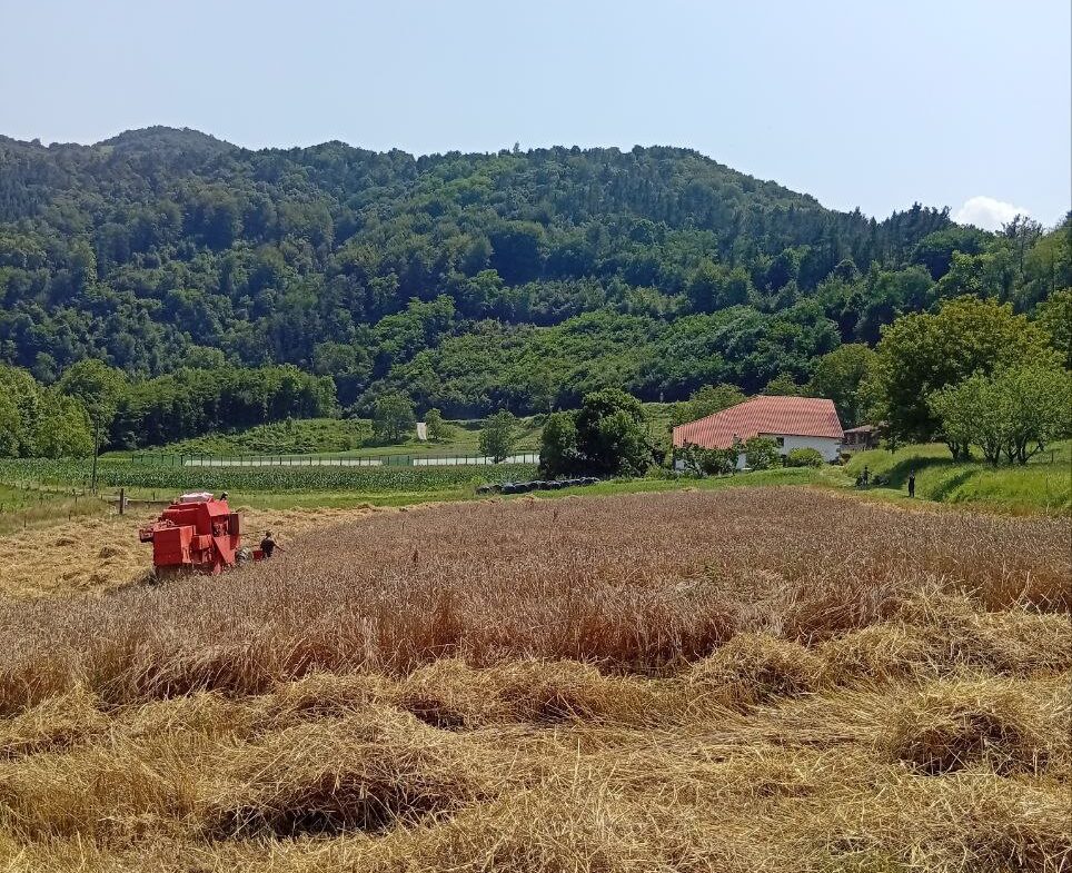 Amillubin ereindako garia bildu dute Biolurreko okinek